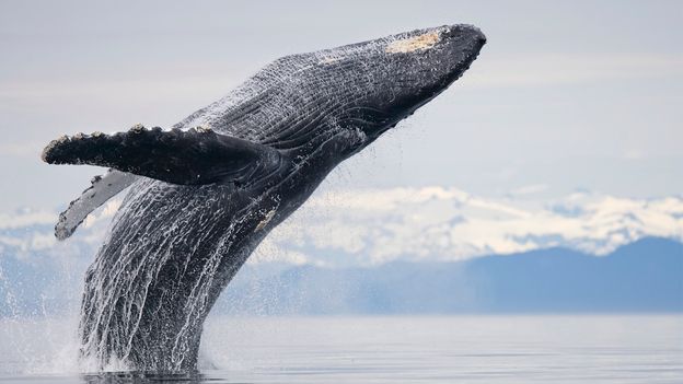 How Whale Songs Sparked a Movement That Saved a Species