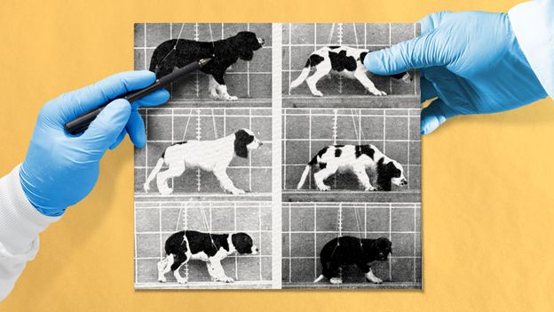 1940s Dog Study Ended Eugenics Movement in Science
