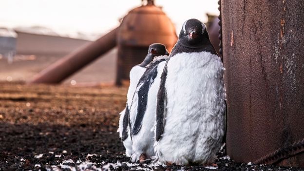 Gentoo Penguins Thrive on Antarctica's Active Volcano