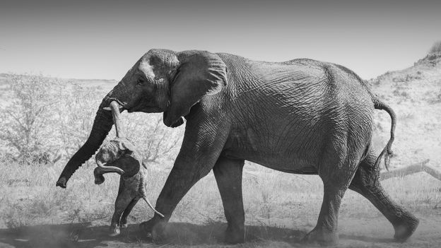 Award-Winning Photo Reveals Elephants' Deep Emotions