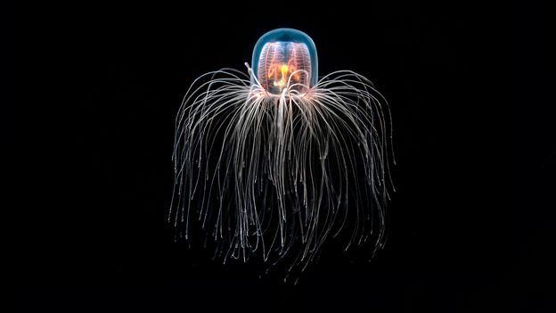 Immortal Jellyfish May Hold Key to Reversing Aging