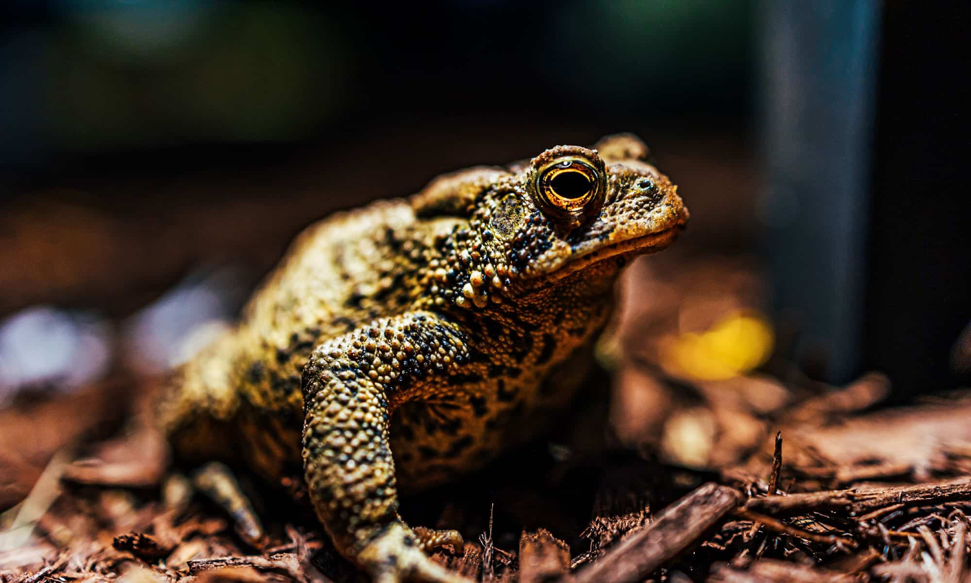 Texas Releases a Million Eggs to Save Endangered Toad