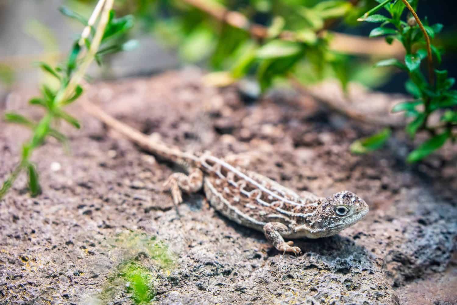 Small brown lizard with three white stripes resting on grassland terrain in Australia