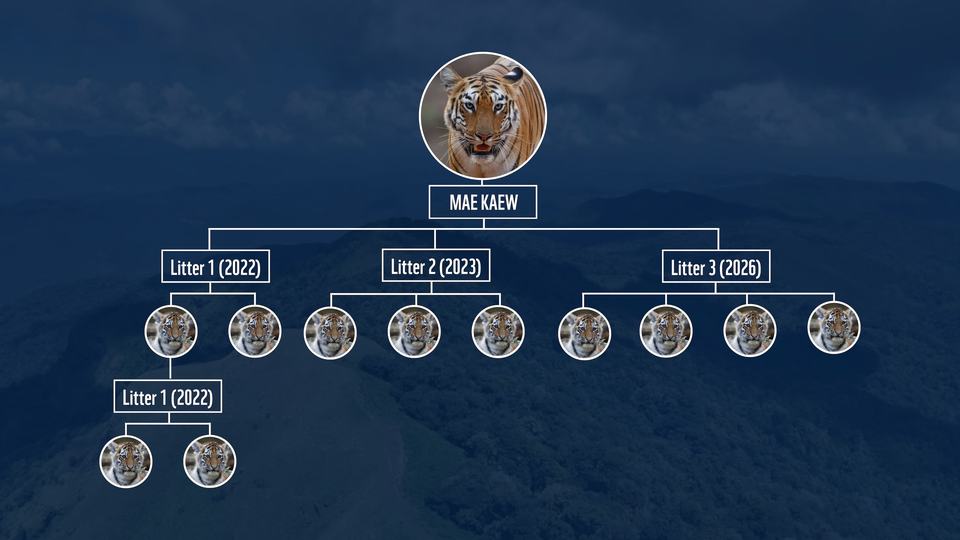 Thailand's Wild Tigers Grow to 210 After Decades of Decline - Image 4