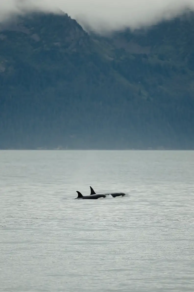 Orcas Crash Alaska Beach Wedding at Perfect Moment - Image 3