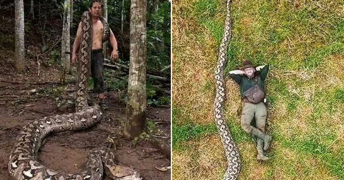 Massive reticulated python called The Baroness stretches across ground in Indonesia rainforest