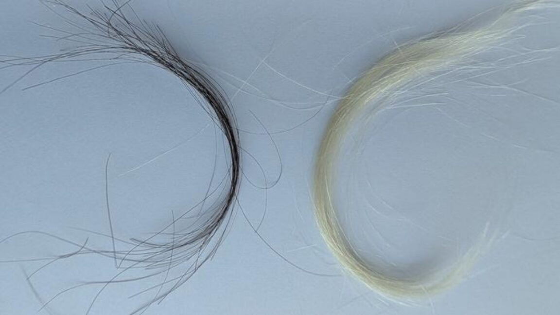 Vintage hair lock preserved in family scrapbook next to modern hair sample showing lead pollution decline