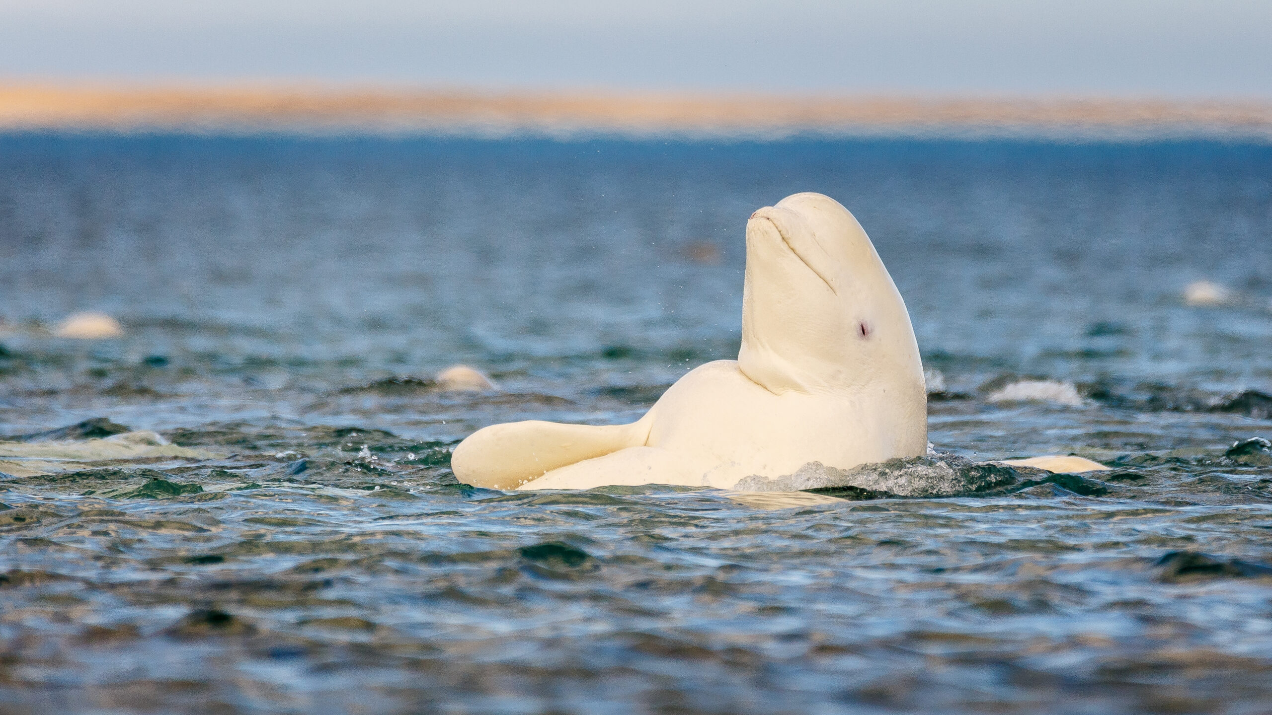 Beluga Whales Pass Mirror Test, Join Elite Self-Aware Club