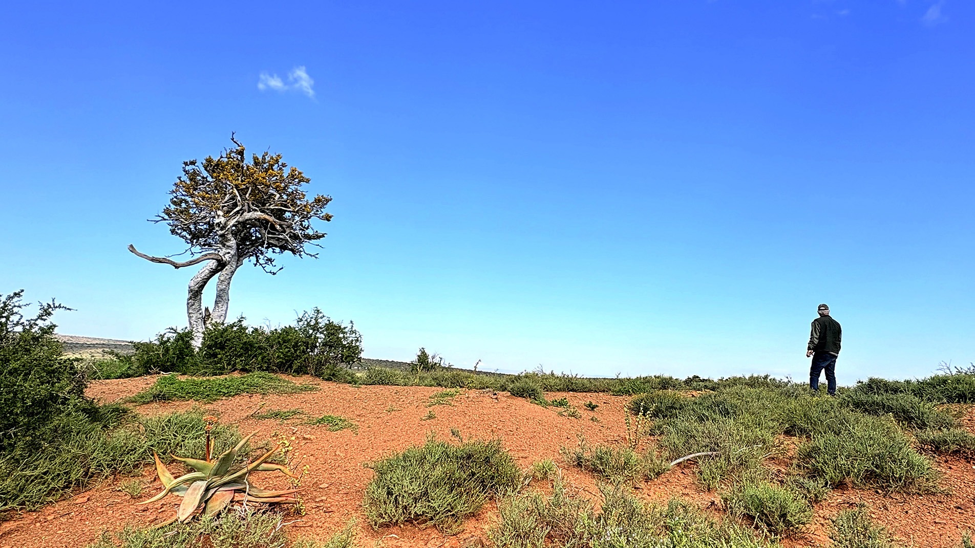 South Africa Plants $120M in Hope With Spekboom Revival - Image 3