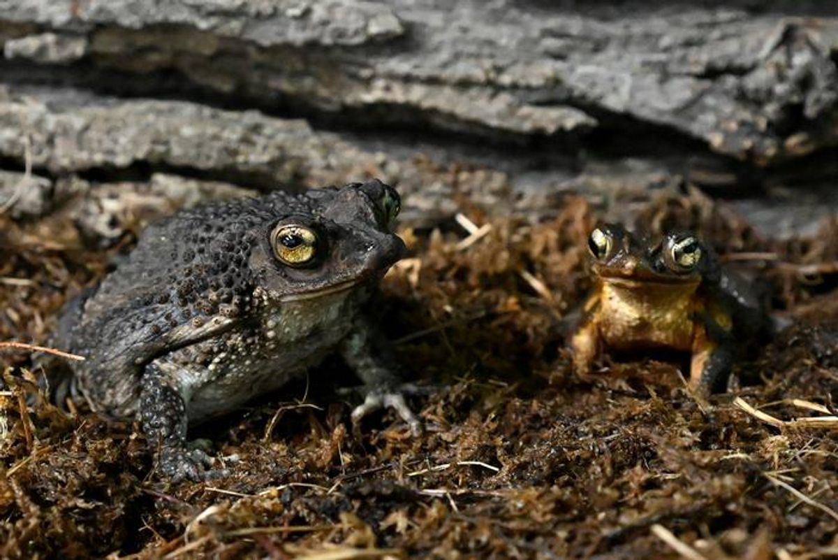 Chicago Zoo Raises 12,000 Tadpoles for Rarest Toad