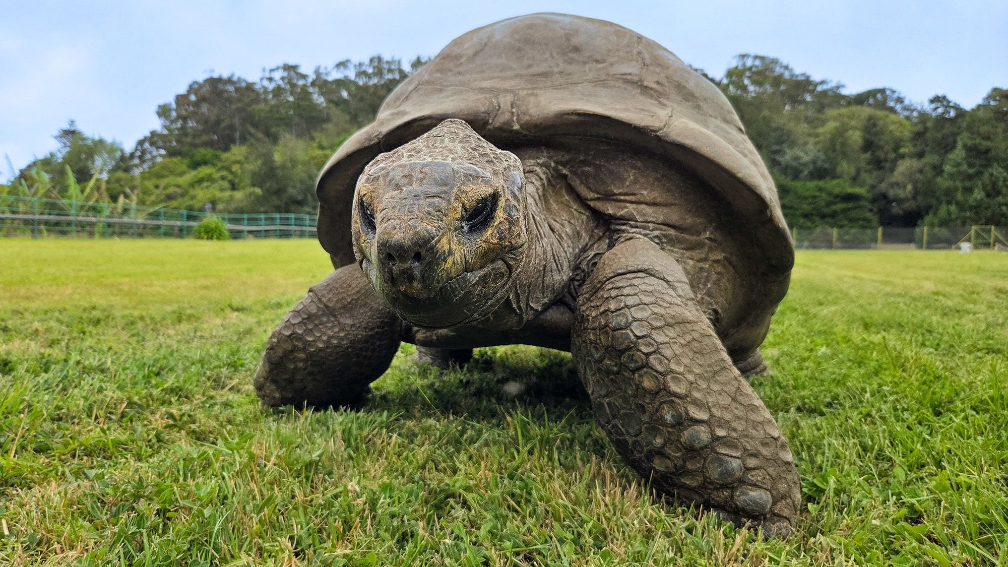 Jonathan the Tortoise's Genes Reveal Secrets to 194 Years