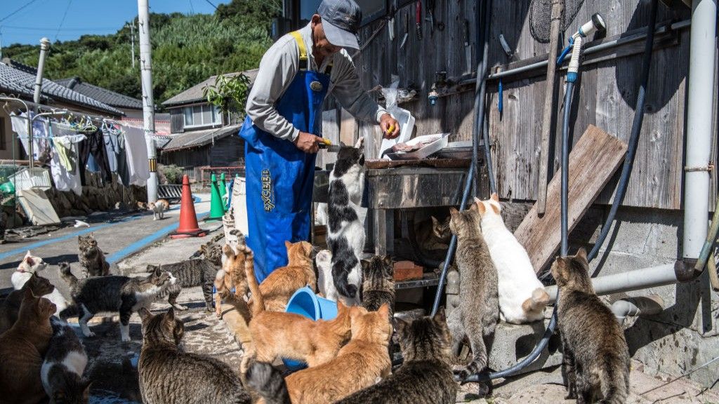 Japan's 'Cat Island' Caretaker Dedicates Life to Felines