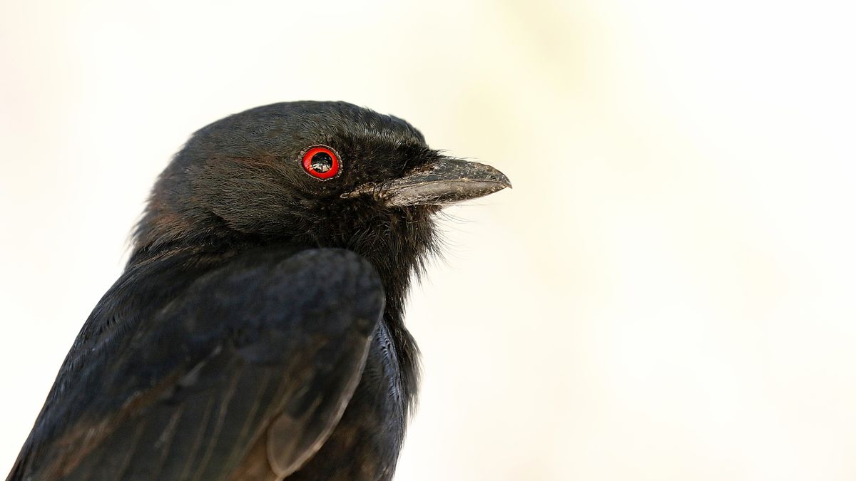 African Bird Masters 50 Calls to Outsmart Rivals - Image 2