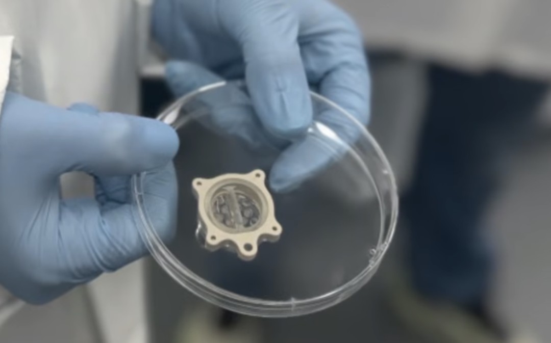 Tiny Hearts and Brains Head to Space to Study Aging