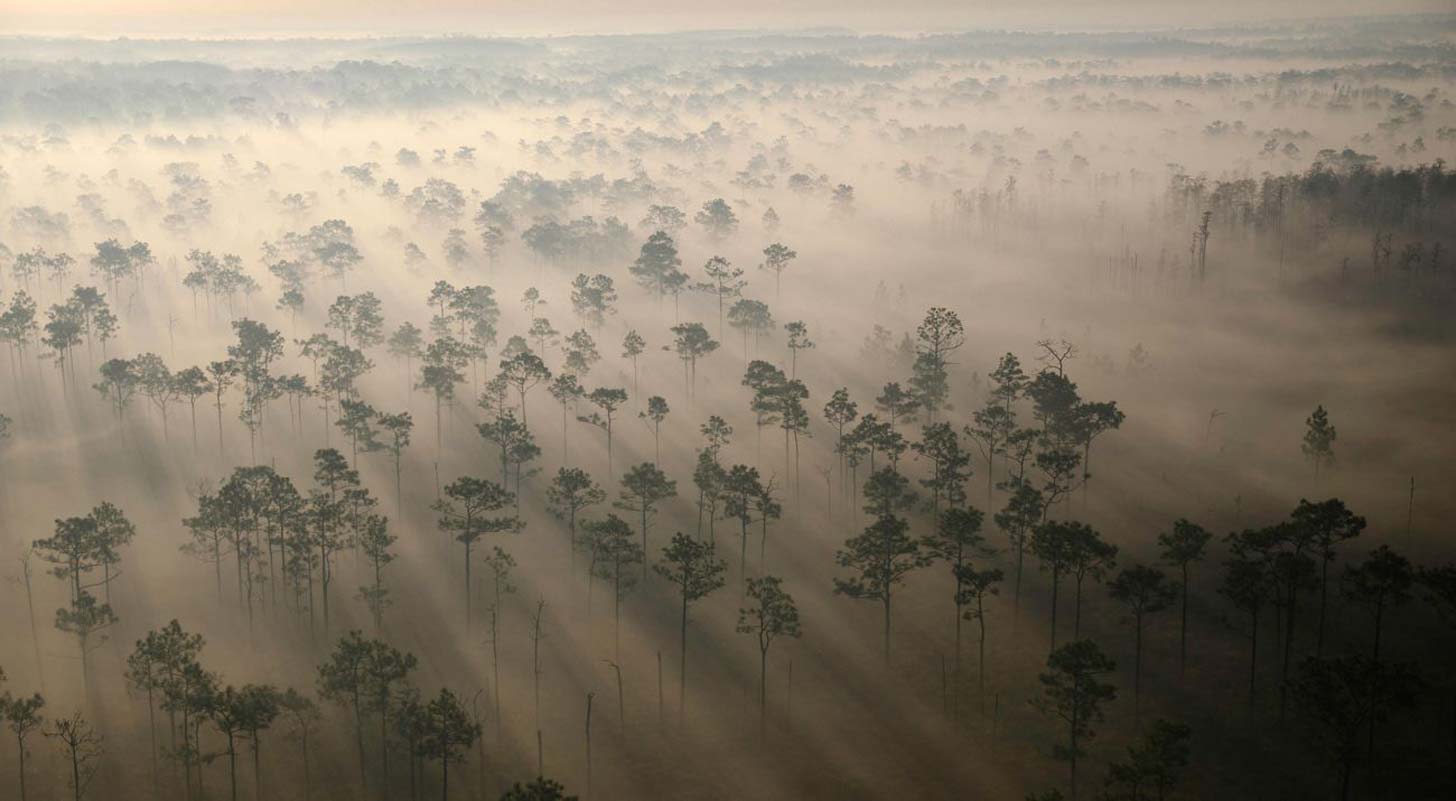Dave Matthews Band to Plant 1 Million More Trees on Tour - Image 3
