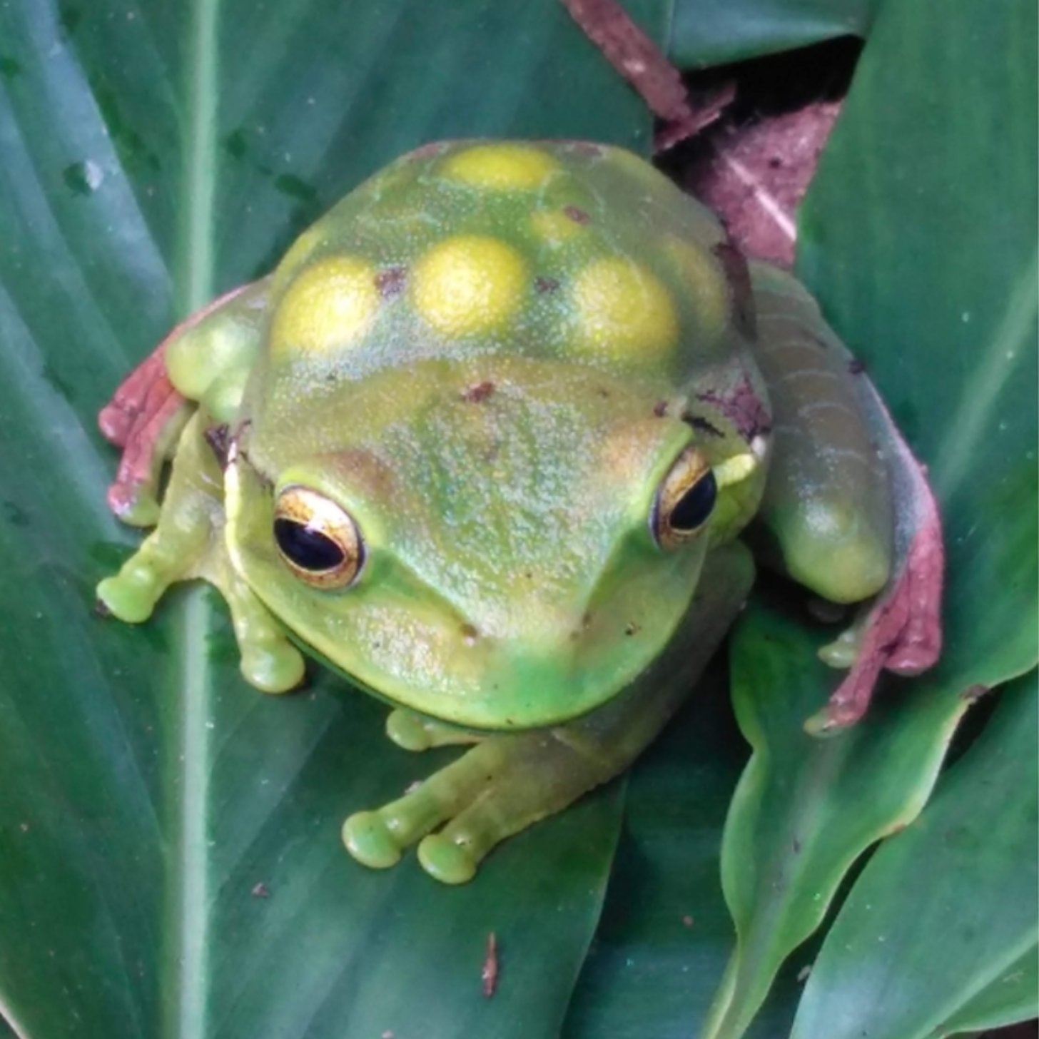Tiny 'Marsupial' Frog Feeds Babies in Back Pouch - Image 2