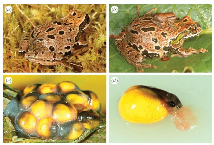 Tiny 'Marsupial' Frog Feeds Babies in Back Pouch - Image 3