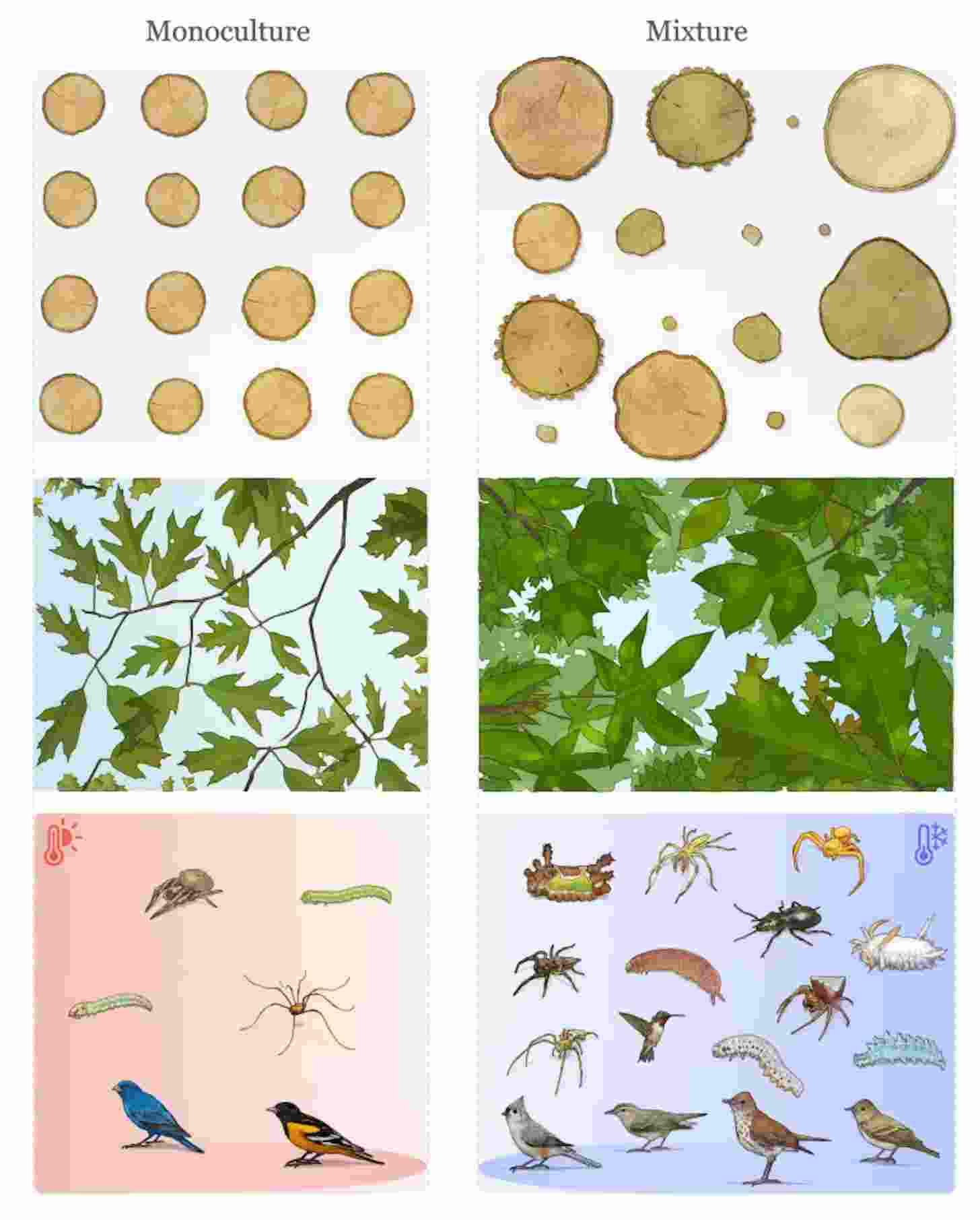 Mixed-Species Forests Grow 80% Larger Than Single-Tree Plots - Image 2