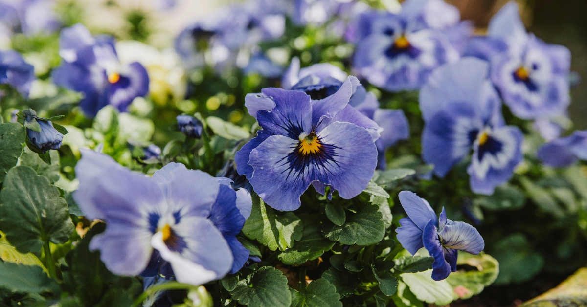 NYC Garden Celebrates Nature's Non-Binary Plant Species