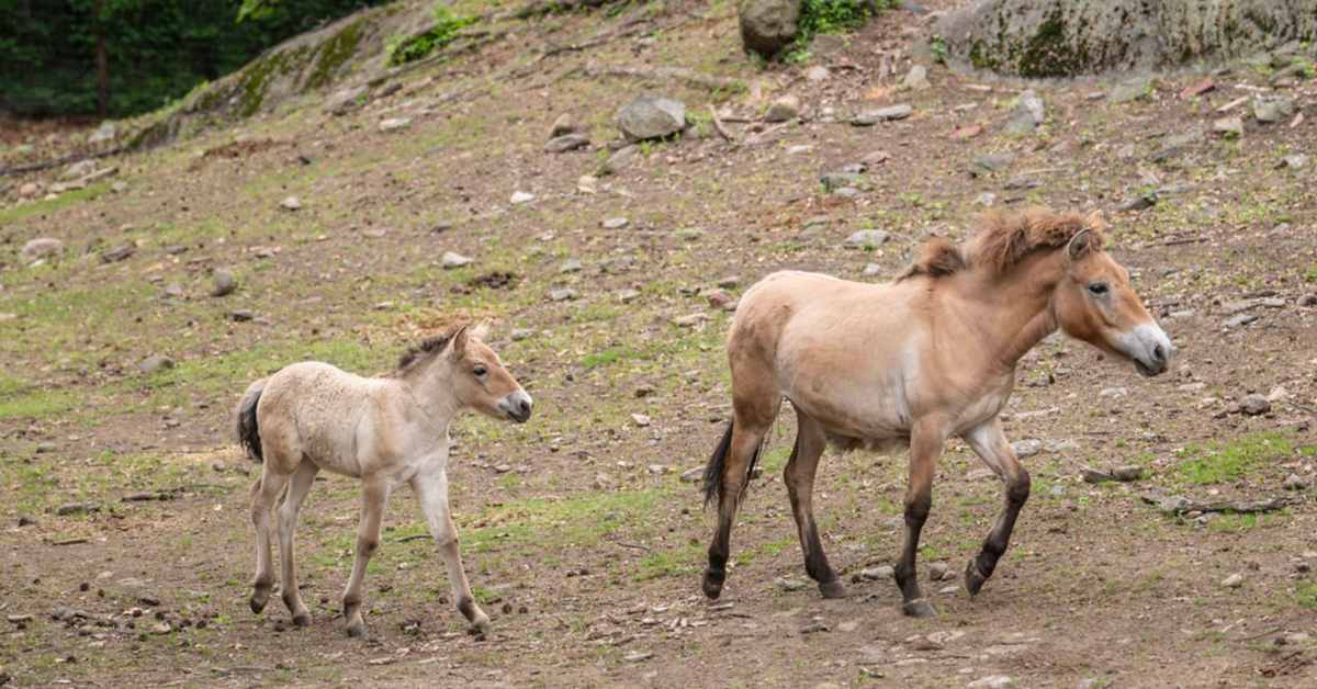 Bronx Zoo Celebrates Birth of Once-Extinct Wild Horse