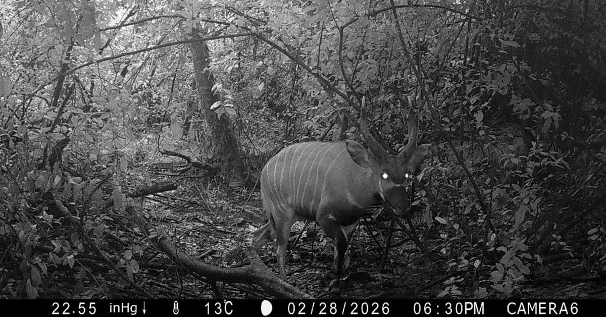 3 Wild Bongos Found 125 Miles From Last Known Location