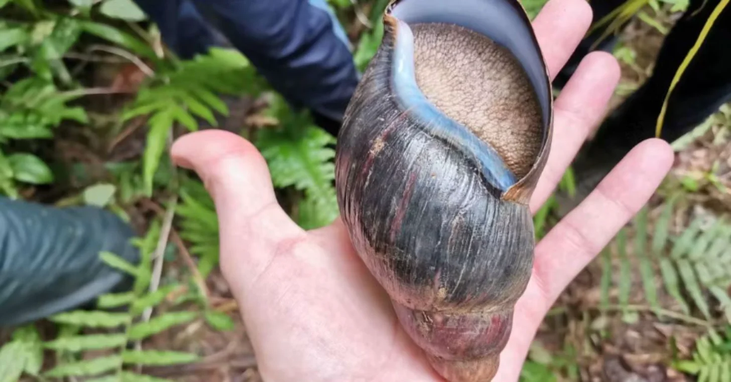 Croissant-Sized Snail Gets Second Chance in Africa - Image 2