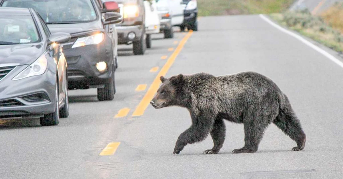 NC Builds $10M Bridge Where Hikers and Bears Cross Together