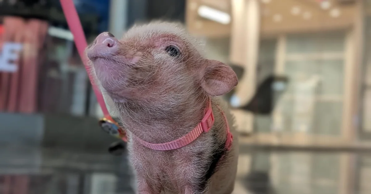 This 5-Pound Pig Helps DC's Homeless Find Hope