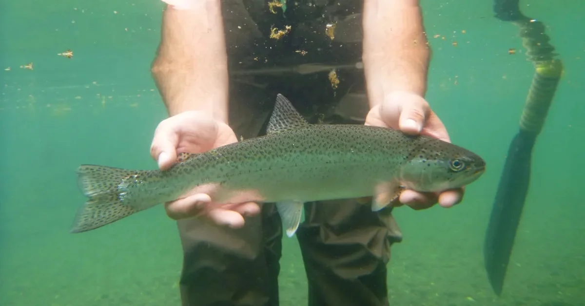 California Pays Anglers to Catch Invasive Fish This Summer