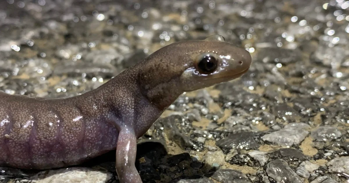 New Hampshire Builds Salamander Tunnels to Save Lives