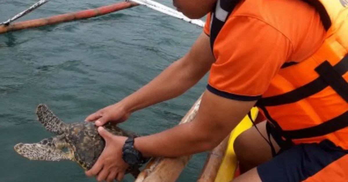 Philippine Fisherman Saves Critically Endangered Sea Turtle