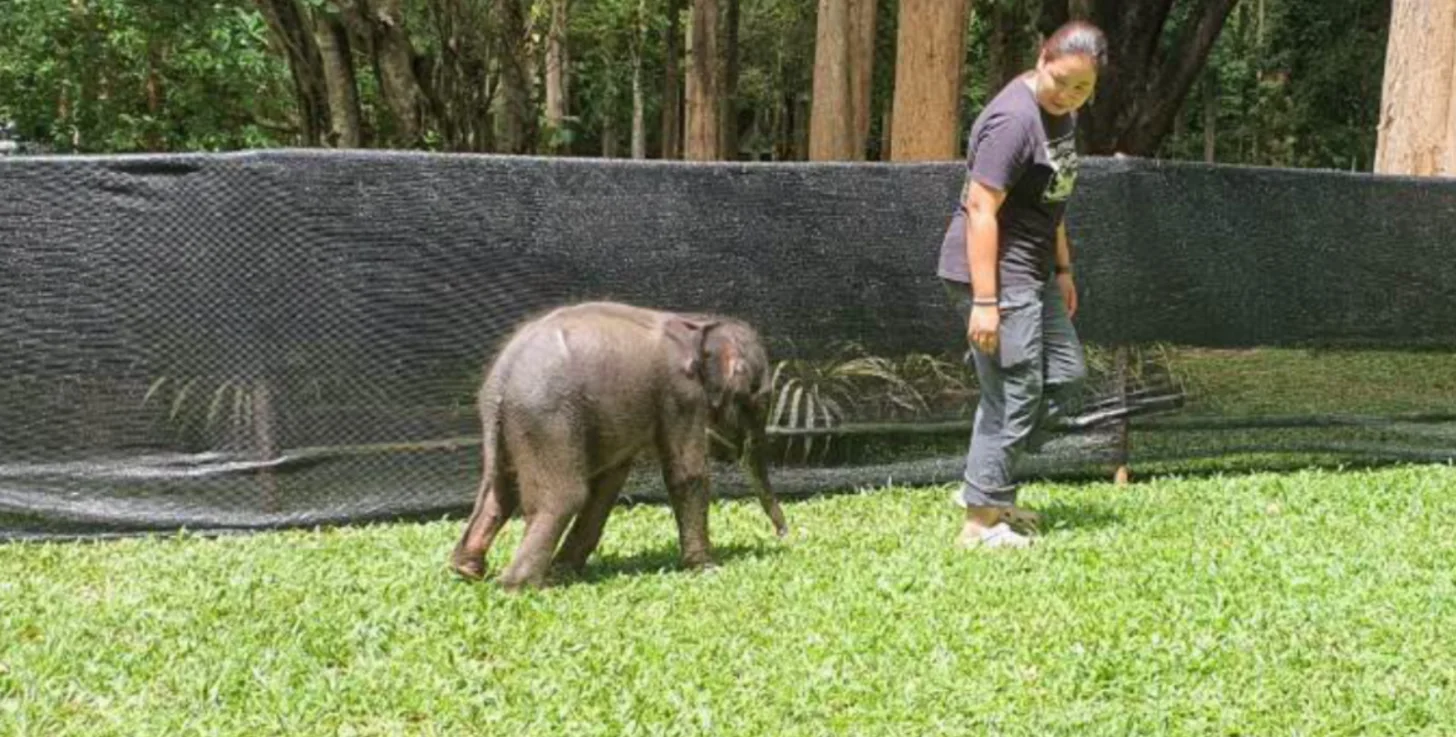 Rangers Save 2-Week-Old Elephant After Thailand Storm - Image 4