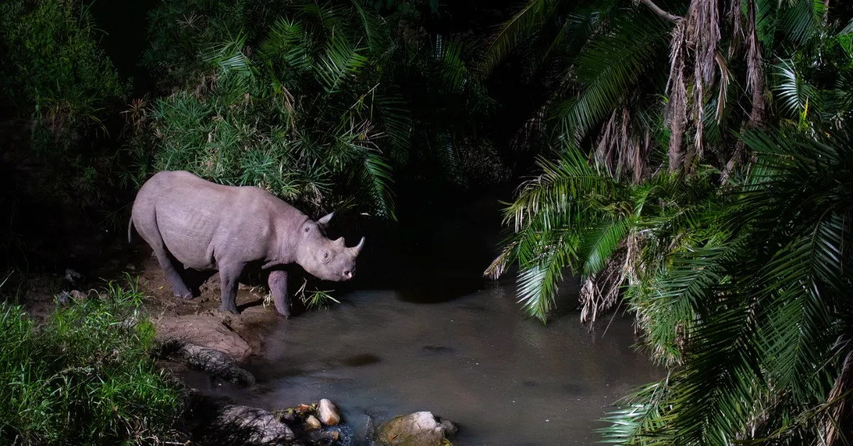 Kenyan Camera Trap Reveals Secret Wildlife Highway in Forest
