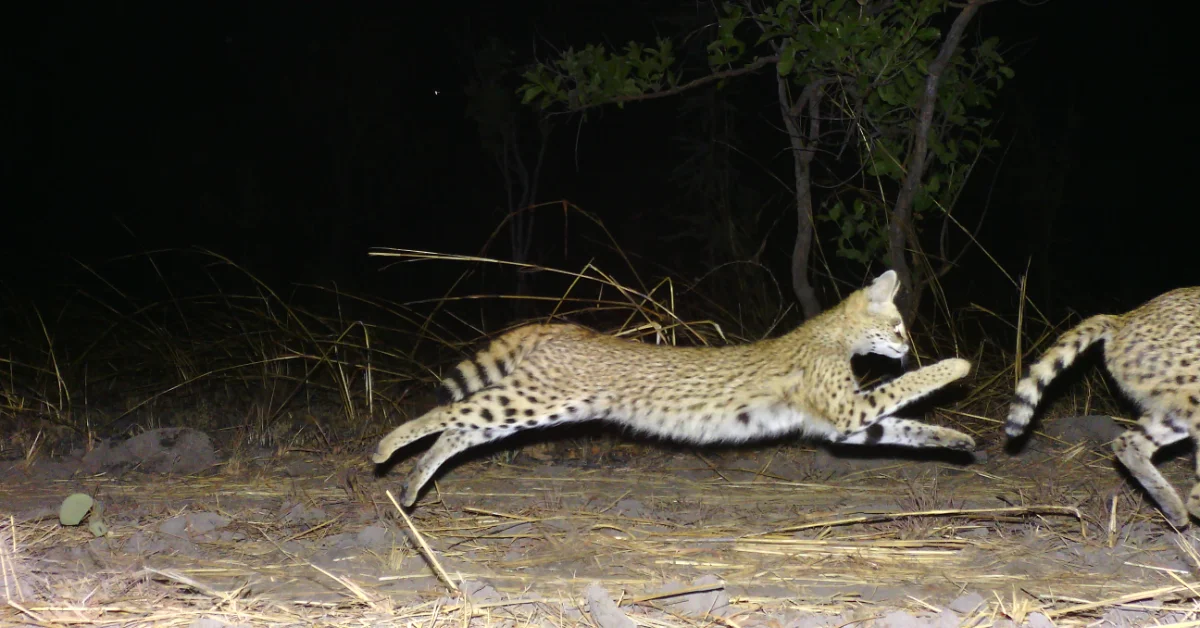 Rare Spotted Serval Kittens Caught on Camera in Tanzania