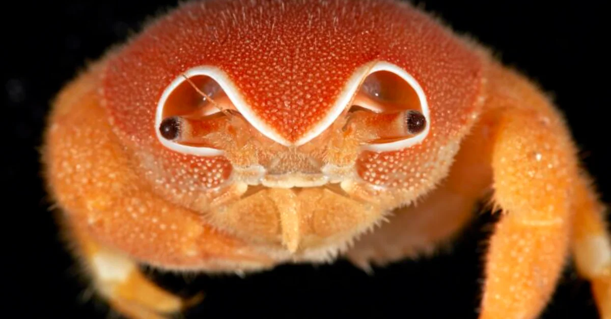 Scientists Find 149 New Species Near Collapsed Volcano
