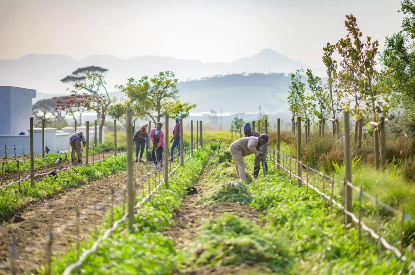 South African Vineyard Swaps Pesticides for 1,000 Ducks - Image 3
