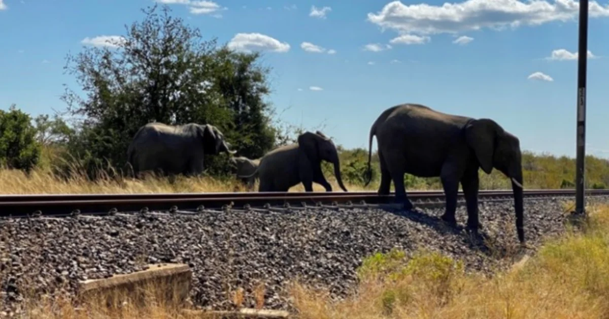 Sri Lanka Uses AI Sensors to Save Elephants from Trains