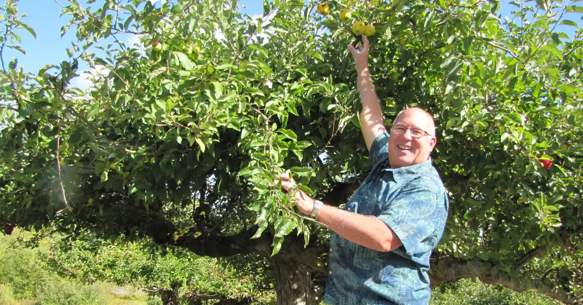 Retired FBI agent Dave Benscoter examining historic apple trees in Pacific Northwest orchard