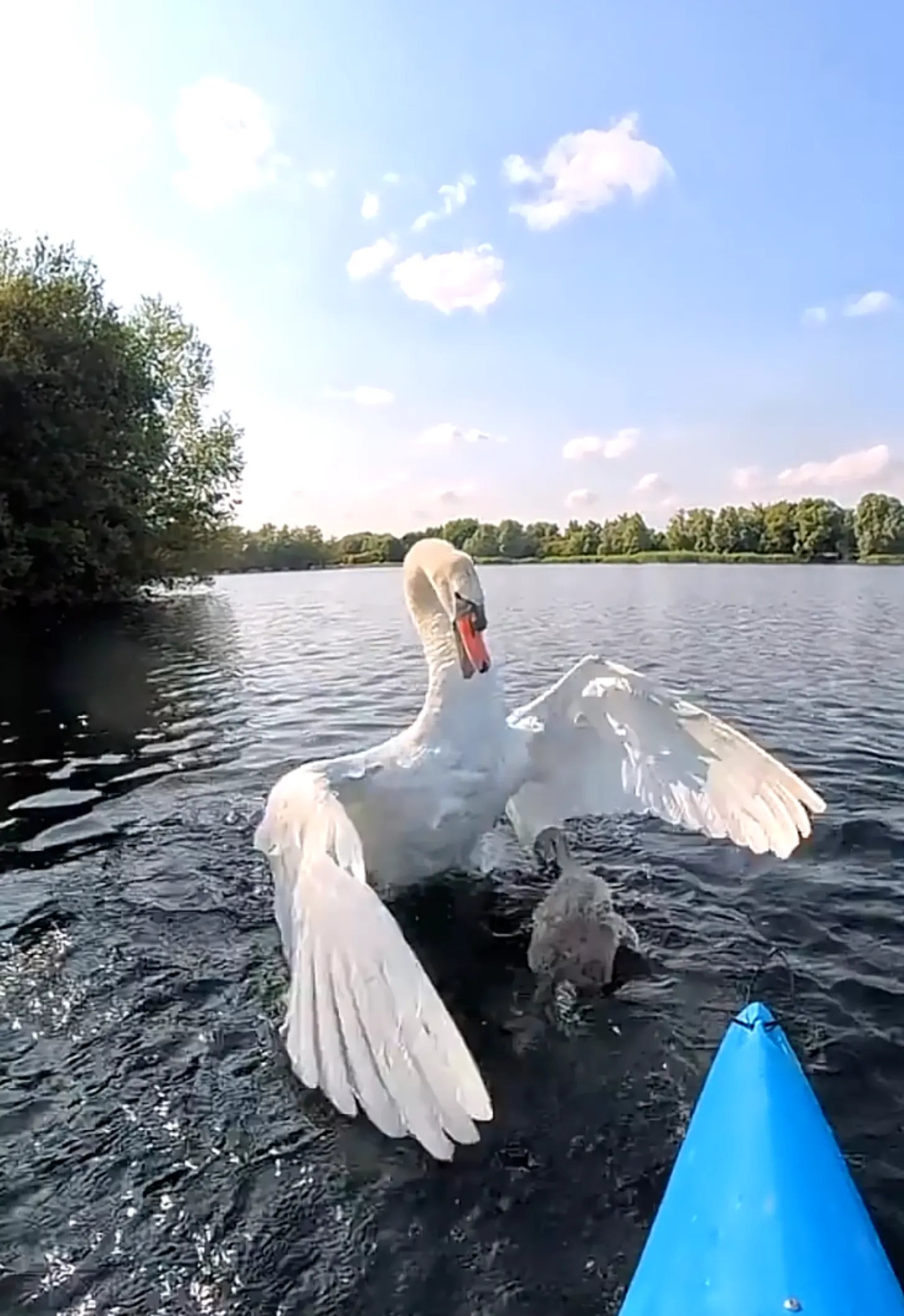 Wildlife Expert Frees Baby Swan From Hook as Parents Circle - Image 2