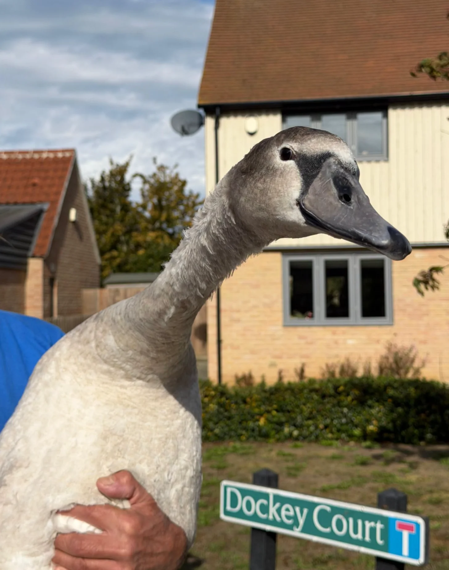Wildlife Expert Frees Baby Swan From Hook as Parents Circle - Image 5