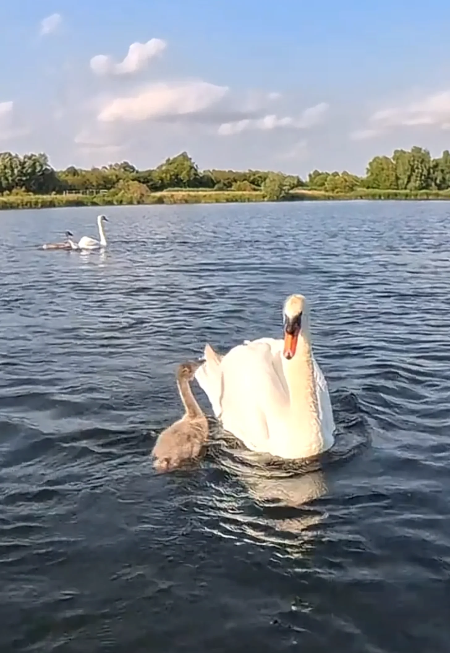 Wildlife Expert Frees Baby Swan From Hook as Parents Circle - Image 4