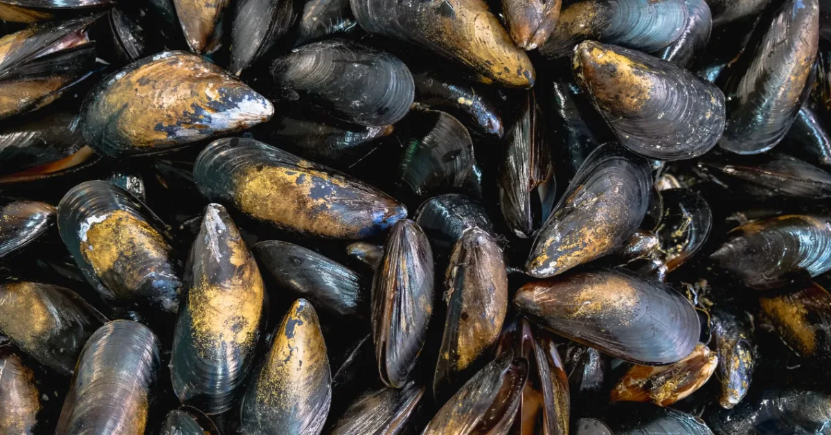 Freshwater mussels clustered together on a muddy riverbed in Mississippi waters