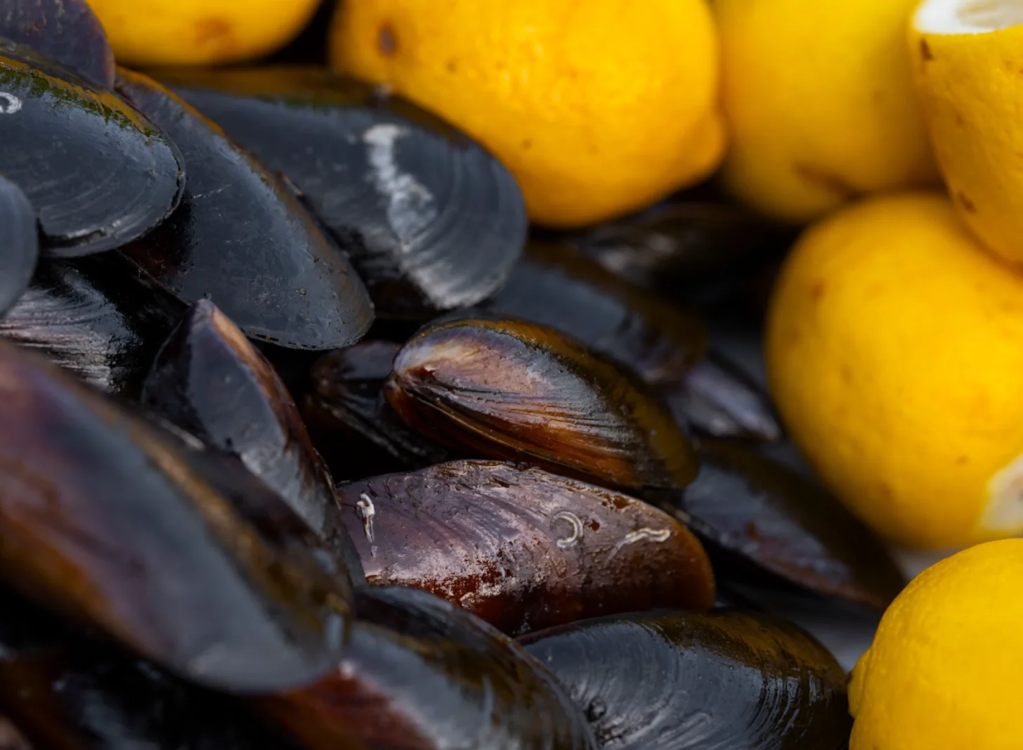 Scientists discover 5 new mussel species in Mississippi - Image 2