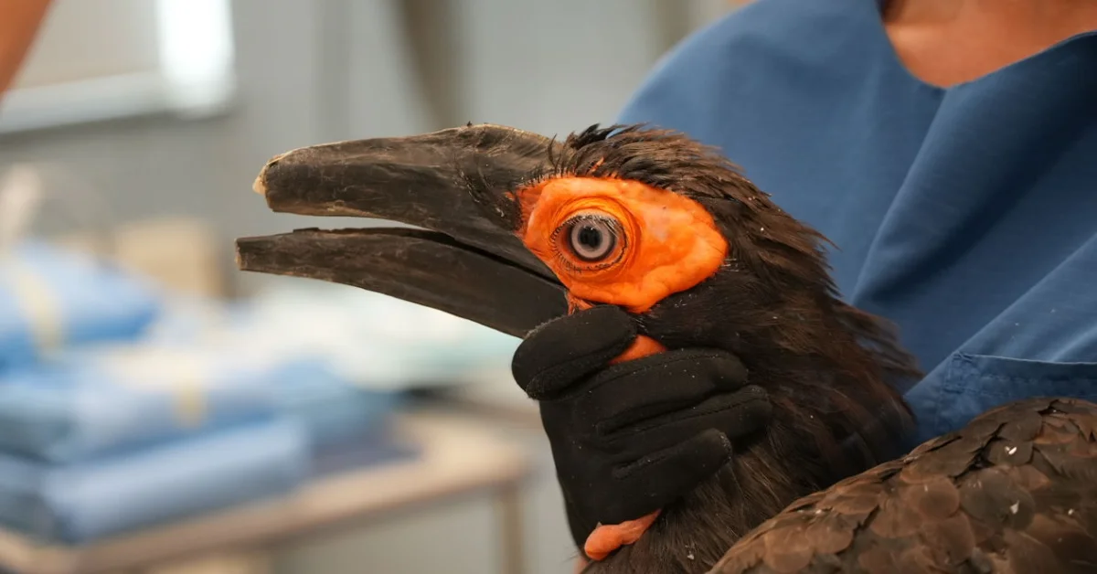 Zoo Fits Rare Hornbill With World's First Double Beak Prosthetic