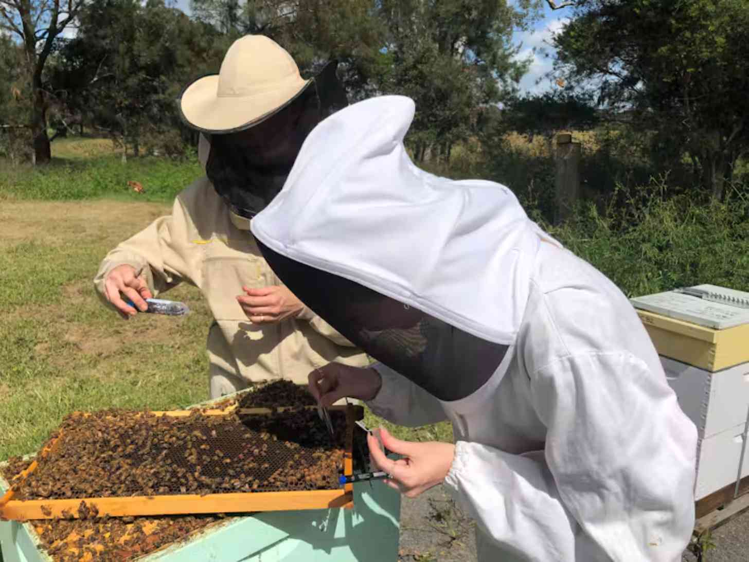 Honey Bee Hives Have Their Own Disease-Fighting System - Image 2