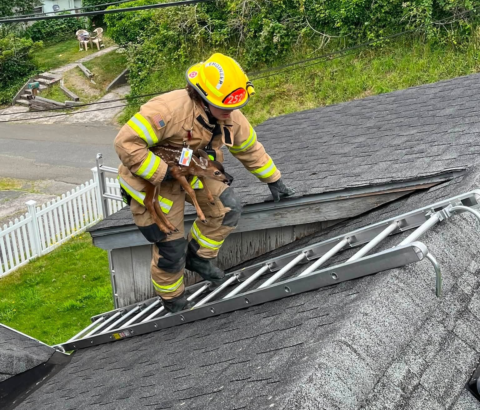 Firefighters Rescue Fawn Stranded on Oregon Roof - Image 3