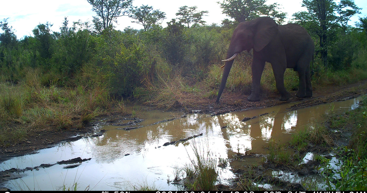 Lions and Elephants Return to Zimbabwe Wildlife Corridor