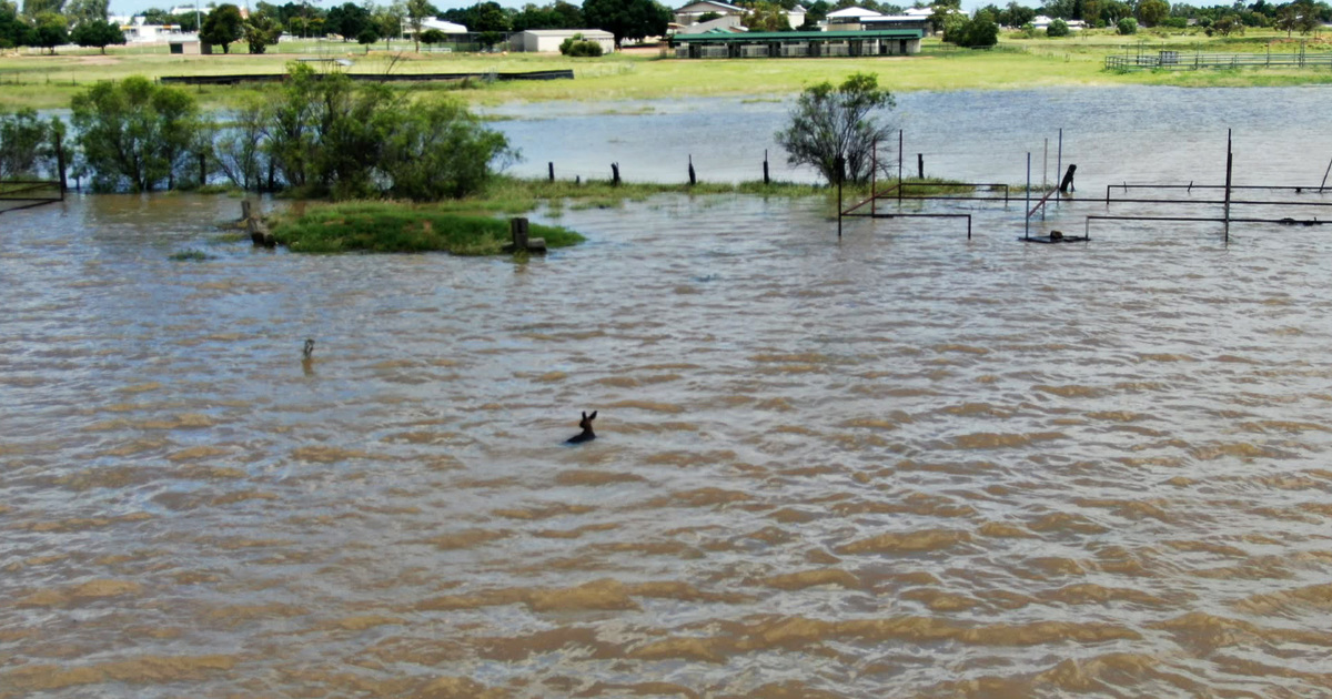 Australians Rescue Thousands of Animals After Cyclone