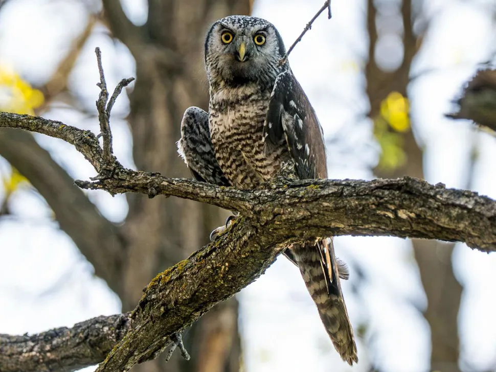 Rare Owl Flies Free After Surviving Severe Wing Fracture - Image 2