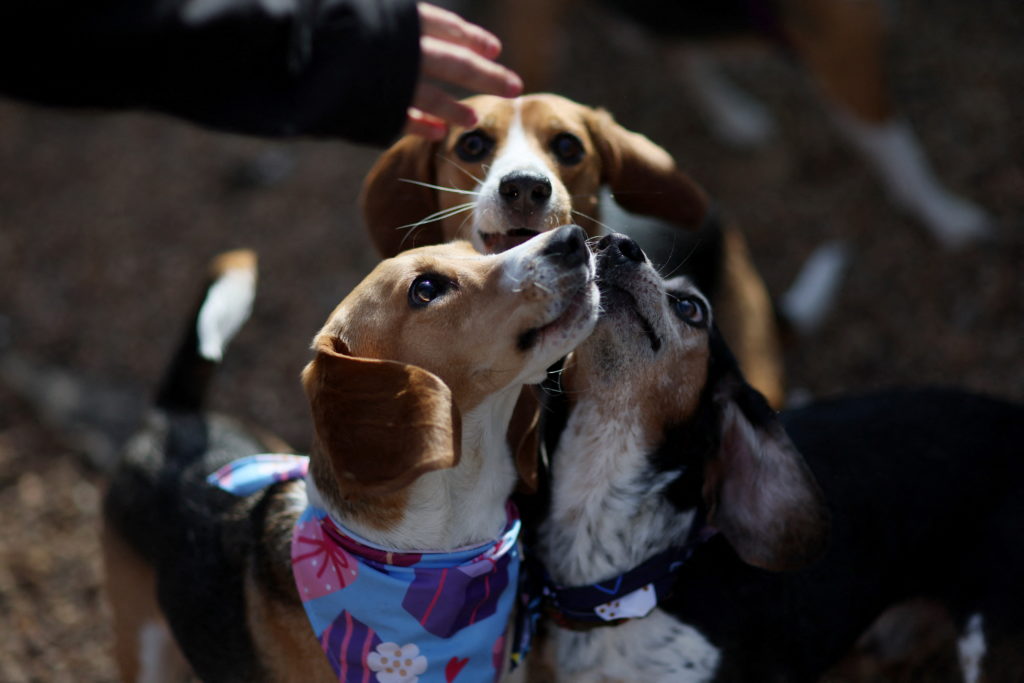 Happy beagles receiving affection from rescue workers after being freed from research facility